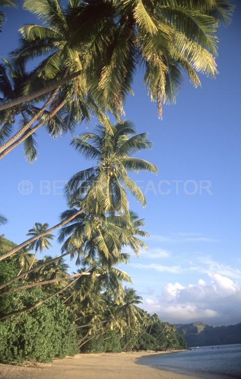 Islands;Fiji;palm trees;blue sky;blue water;sand